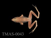 藏品(長腳赤蛙)的圖片